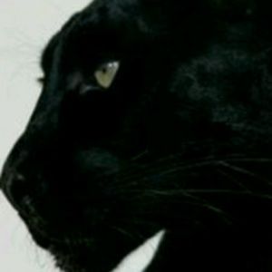 Meet your Posher, Cheyenne